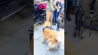 Dog Running best dogtalking doglover dogtrainingtips goldenretriever puppy [upl. by Faydra]