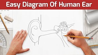 Human Ear Diagram  Human Ear Diagram Easy to Draw  Ear Diagram [upl. by Ark]