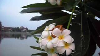 Kemboja Putih  Plumeria Obtusa [upl. by Ahtar]