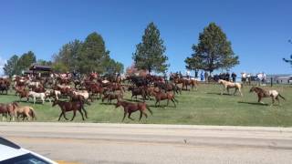 Eatons’ Ranch horse round up [upl. by Esmaria]