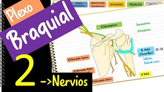 Plexo Braquial 2  Nervios ‐ Fácil y didáctico [upl. by Ainud860]