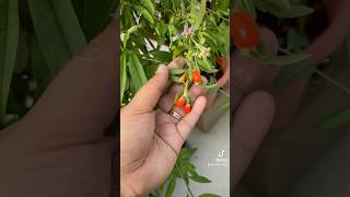 Goji berry plant [upl. by Ailicec]