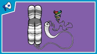 What is a Chromosome [upl. by Moira]