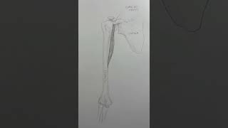 Let’s understand the coracobrachialis muscle [upl. by Nolla]