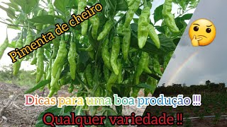 PIMENTA E SEUS CUIDADOS NA FORMAÇÃO INICIAL ⛑️ Pedidos de amigos 👍 MARANHÃO [upl. by Stetson]