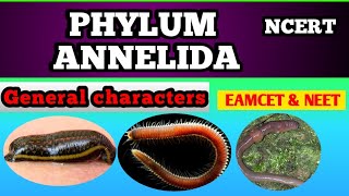 Phylum annelida by Sagar zoology [upl. by Atnod]