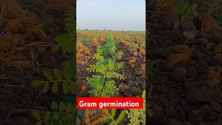 Gram germination🪴trending rabi cropytshort [upl. by Williamson]