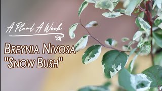 Breynia nivosa quotSnow Bushquot Care  A Plant A Week [upl. by Ivz]