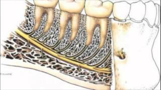 Rapports anatomiques de la troisième molaire mandibulaire [upl. by Lydie]