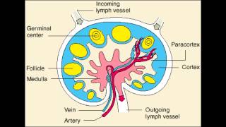 Lymph Node  Follicle Medulla amp Paracortex physiology [upl. by Seabrook]