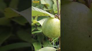 😱🌱12 அடியில் காய்க்கும் தைவான் பிங்க்🍈Taiwan Pinkguavataiwanpinkplantinggardeningorganic [upl. by Louls]