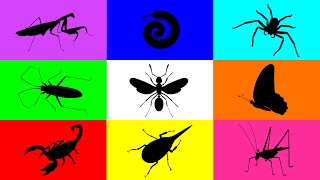 Insect Buuterfly Milipede Spider Flying Ant Mantis Scorpion Grasshopper Beetle Paddybug [upl. by Anaujahs167]