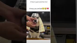 trending dog lover 💞💞💞☺☺ like share comment subscribe please 🫂🙏🏻🙏🏻 [upl. by Schinica310]