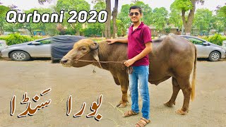 Qurbani 2020 Vlog  Mobeen Mughal [upl. by Adaynek]