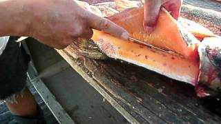 how to fillet lake trout boneless for the smoke house or oven [upl. by Aitnecserc]