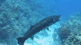 Barracuda Devours Lionfish [upl. by Barabbas]