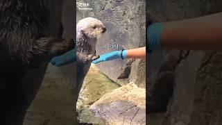 Cute sea otter eating  SEA OTTER shorts cute seaotter viralvideo [upl. by Hsiri]