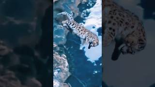 Leopardo de las nieves CAZANDO a una OVEJA🐑🐆 [upl. by Llerdna]