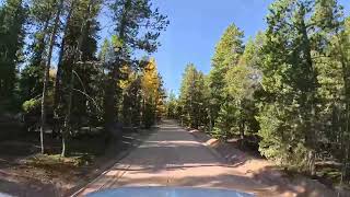 Beautiful mixed forest with Aspen and Ponderosa some Fir too asmr 4k [upl. by Asilegna]