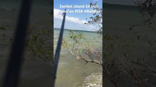 Sanibel Island snook on a DOA BaitBox Fishing sanibelisland doa snook [upl. by Imat]