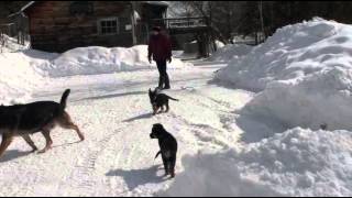 Chiot Berger allemand a Lady 2 Mars 2014  Pure Merveille [upl. by Leanna]