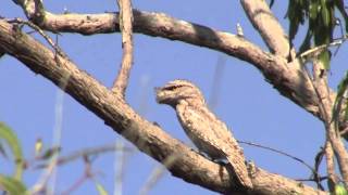 Papuan Frogmouth  Bird watching in Australia with EjBirdwatching [upl. by Lira761]