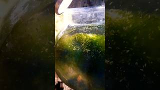 How to Daphnia Culture  Tamil without starter fish aquarium fishaquarium daphniamagna [upl. by Elva224]