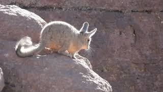 Viscacha in Bolivia [upl. by Dowlen]