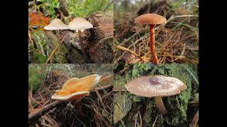 Beelden uit de afwisselende wereld van de paddenstoelen en meer [upl. by Stanislas]