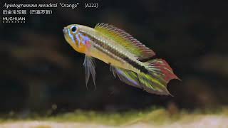 Apistogramma mendezi “Orange”（A222） [upl. by Wang]