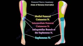 Femoral Nerve Anatomy  Femoral nerve injury [upl. by Ahsineg]