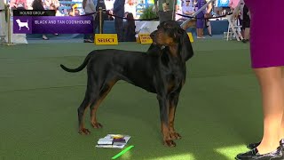 Black and Tan Coonhounds  Breed Judging 2023 [upl. by Asenej604]