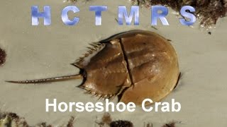 How Creationism Taught Me Real Science 48 Horseshoe Crab [upl. by Naashom]