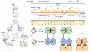 fago lambda phage gene expression expresión genética biología molecular biology medic 2 [upl. by Ahsirek]