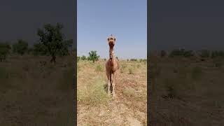 A camel is eating grass in the fields [upl. by Afra362]