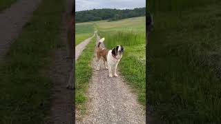 Saint Bernard dog guarding owner  Saint Bernard dog barking [upl. by Kal462]