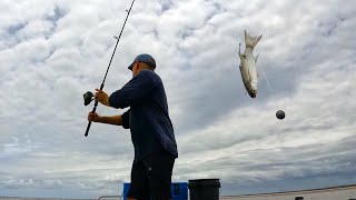 BEST LIVE BAIT  Catch BIG Fish  BARRAMUNDI [upl. by Manthei30]