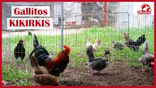 KIKIRIKIS ejemplares  Razas y Características  Granja San Lucas [upl. by Aneroc]