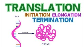 TRANSLATION  3 PHASES  INITIATION ELONGATION and TERMINATION  PROTEIN SYNTHESIS [upl. by Nilyad]