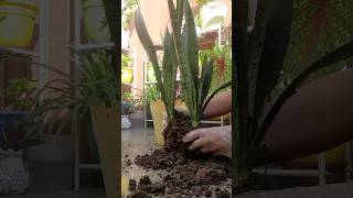 propagating snake plant gardening decor naturetherapy shorts [upl. by Nyleahcim]