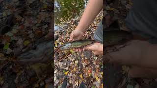 Pickerel release fishing shorts [upl. by Joan]