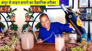 अंगूर से वाइन बनाने का एकदम सटीक तरीका How to make Graps wine at home [upl. by Lasky]