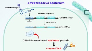 CRISPRCas9 Genome Editing Technology [upl. by Issor138]