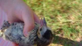 Fledgling Redwinged Blackbird Agelaius phoeniceus [upl. by Ecnerolf]