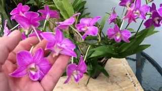 DENDROBIUM PHALAENOPSIS ORCHID CARE TIPS [upl. by Namruht]