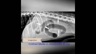 Intussusception treatment veternarian shortsfeed [upl. by Silvan]