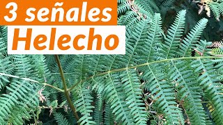 🔴 3 señales del HELECHO común Pteridium aquilinum  Plantas bioindicadoras del suelo Shorts [upl. by Naves508]