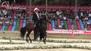 Paso Fino  Los 8 Mejores Caballos De la Copa Ciudad de Medellin [upl. by Nerhtak]