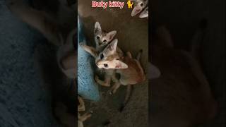 Buty cats ki masti 🐈😺🥺shorts ytshorts youtubeshort viralvideo shortsfeed cat shambhuvlogs [upl. by Sesmar]