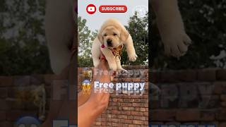 Free puppy  Labrador puppy price  dog price India  cute puppy  Labra labrador cutepuppy puppy [upl. by Padriac]